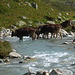Rinder durchqueren das kalte Gletscherwasser der Beverin.