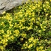 Bewimperter Steinbrech  (Saxifraga aizoides)