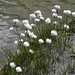 Scheuchzer's Wollgras (Eriophorum Scheuchzeri)