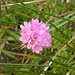 Alpengrasnelke (Armeria alpina)