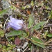 Eine Campanula barbata?  Die hatten alle nur eine Blume.