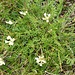 Feld-Spitzkiel  (Oxytropis campestris)