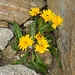 Berg-Löwenzahn (Leontodon montanus) ?   
Korrektur: Rauhes Milchkraut  (Leontodon hispidus)