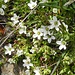 Bewimpertes Sandkraut (Arenaria ciliata)