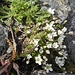 Bewimpertes Sandkraut  (Arenaria ciliata)