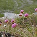 Alpengrasnelke  (Armeria alpina)