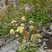 Immergrüner Steinbrech ( Saxifraga aizoon)  Alpenaster