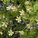 Moosartiger  Steinbrech (Saxifraga bryoides)