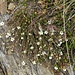 Frühlingsmiere (Minuartia verna) ???  Die Kelchblätter sind spitz, also eher nicht Moehringia