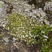 Bewimpertes Sandkraut ( Arenaria ciliata) ??