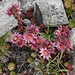 Berg-Hauswurz (Sempervivum montanum)