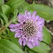 Glänzende Scabiose (Scabiosa lucida)