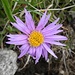 Alpenaster (Aster alpinus)