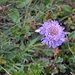 Glänzende Scabiose (Scabiosa lucida)