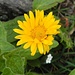 Doronicum