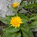 Doronicum 