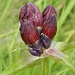 Purpurenzian (Gentiana Pannonica)