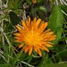 Gold-Pippau  (Crepis aurea)