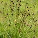 Jacquins Binse (Juncus Jaquinii) ??