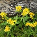 Alpen-Goldrute (Solidago virgaurea ssp. minuta)