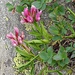 Alpenklee (Trifolium alpinum)