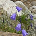 Scheuchzer's Glockenblume (Campanula Scheuchzeri)