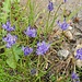 halbkugelige Rapunzel (Phyteuma hemisphaericum)