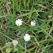 Kleine Sterndolde (Astrantia minor)  Mamiestho hab Dank