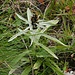 Ruhrkraut, aber welches?

Wald-Ruhrkraut (Gnaphalium sylvaticum)