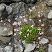 Stern-Steinbrech  (Saxifraga stellaris)