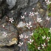 Stern-Steinbrech (Saxifraga stellaris)