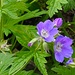 Wald-Storchenschnabel ( Geranium sylvaticum)