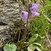 Alpen-Soldanelle (Soldanella alpina)