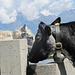 mucche al abbeveratoio