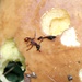 <b>Velenoso anche per le formiche?</b>