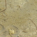 Am Mono Lake (South Tufa Area) - Mit etwas Fantasie erkennt man die Salzwasserkrebse (Brine Shrimp/Artemia monica).