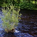 Eine Silber-Weide (Salix alba) trotzt dem River Nevis.