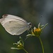 farfalla, animaletto utilissimo per ritrovare la pace interiore in momenti difficili...