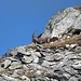 Steinböcke auf dem Weg zum Btta di Val Maggia