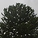 Einer der schönsten Baumarten ist die Araukarie (Araucaria araucana) welche selten an frostfreien Orten in Europa als grosse Zierpflanze in Parks zu sehen sind. Die Pflanze stammt aus Chile und Argentinien.