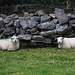 Vollgefressene Schafe bei Cronin's Yard (150m).