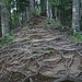 Lots and lots of roots in the Federiwald