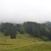 nach Schlofstein folgt der Abstieg durch den Wald; hier nur der unterste Teil resp. der Ausgang davon; ab Bildmitte herrscht Nebel-Mattscheibe