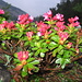 Bewimperte Alpenrose "Rhododendron hirtusum" 
