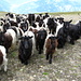 Eine Horde [http://www.walliser-schwarzhals.com/info.htm Walliser Schwarzhalsziegen]. Diese Ziegengattung ist speziell im Wallis angesiedelt.
