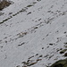 Die Schafe stochern auf Glattwang lustlos im Neuschnee