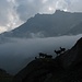 Capre all'Alpe Cornera