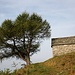 <b>A 1487 m di quota raggiungo un cocuzzolo molto panoramico, caratterizzato da una cappella e da un larice. </b>