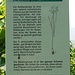 NUR diese Parzelle lässt den Wuchs der Tulpen zu...die Geschichte der Rebbergtulpen auf dem Bernhardsberg