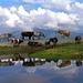 Le mucche dell'Alpe di Lenno